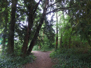 Forêts et sous-bois (Luzarches)